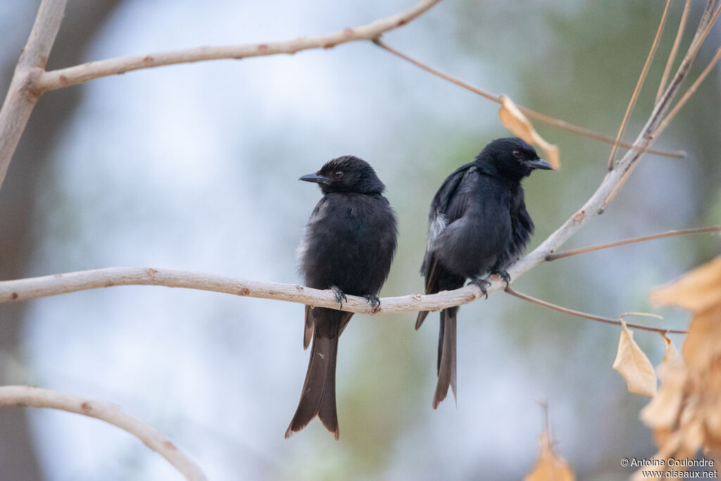 Fork-tailed Drongoadult