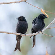 Fork-tailed Drongo