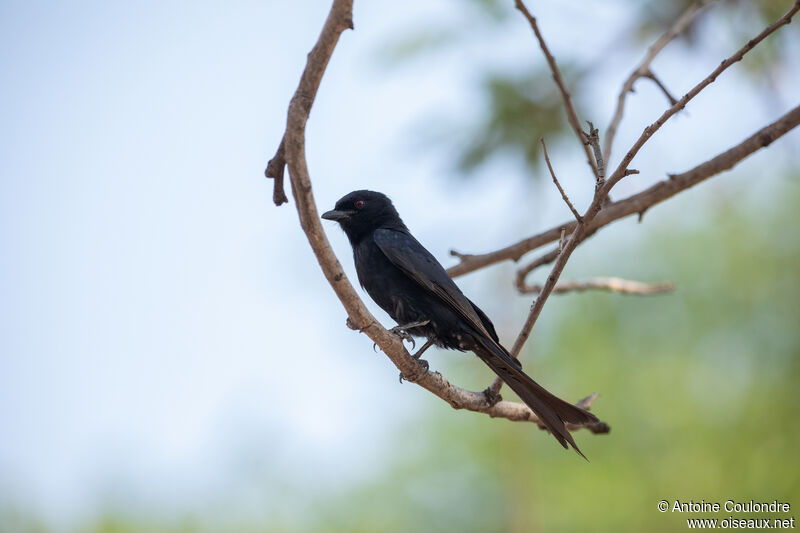 Fork-tailed Drongoadult