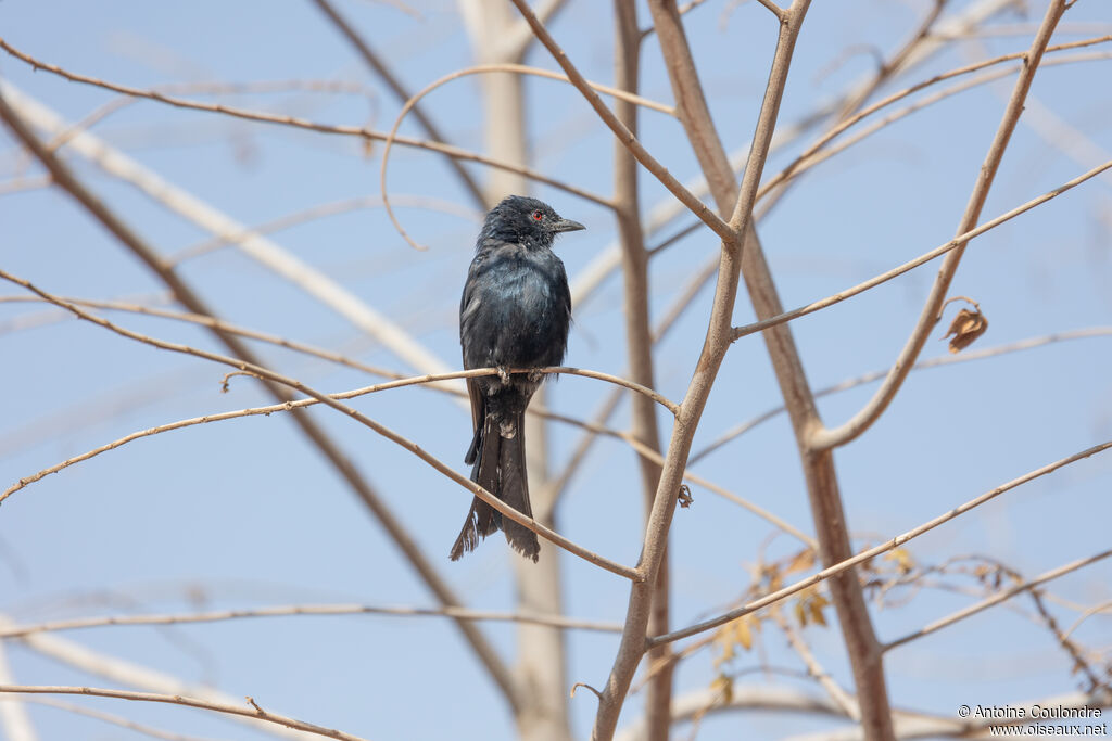 Fork-tailed Drongoadult
