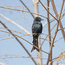 Drongo brillant