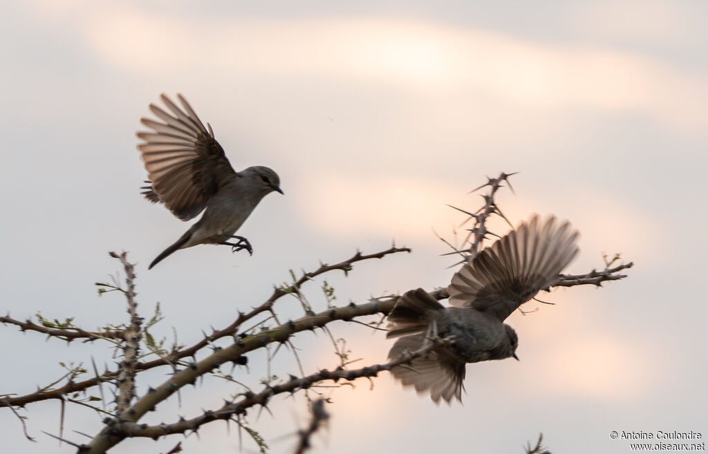 Grey Cuckooshrikeadult