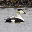 Eider à duvet