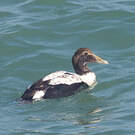 Eider à duvet