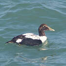 Eider à duvet