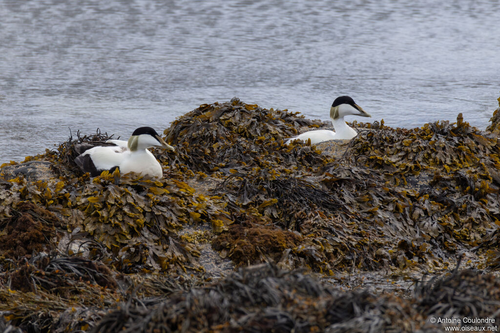 Eider à duvet adulte, nuptial