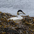 Eider à duvet