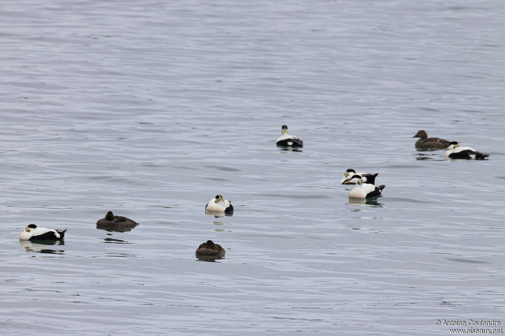 Eider à duvet adulte