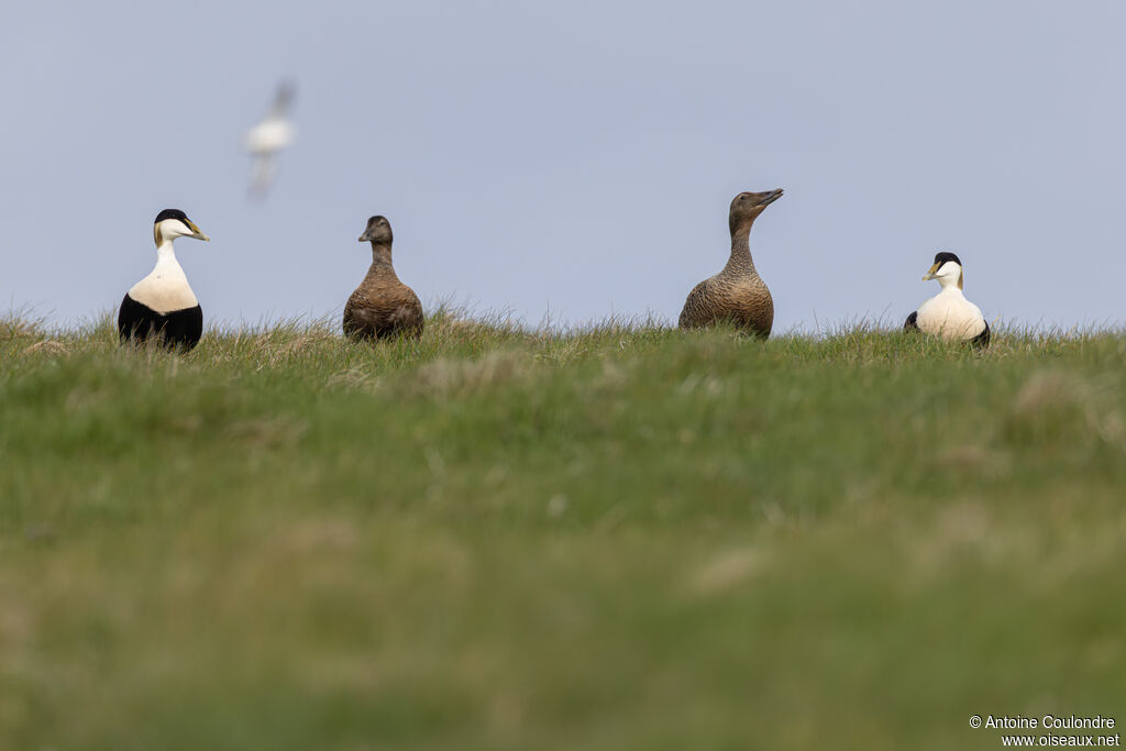 Eider à duvet adulte
