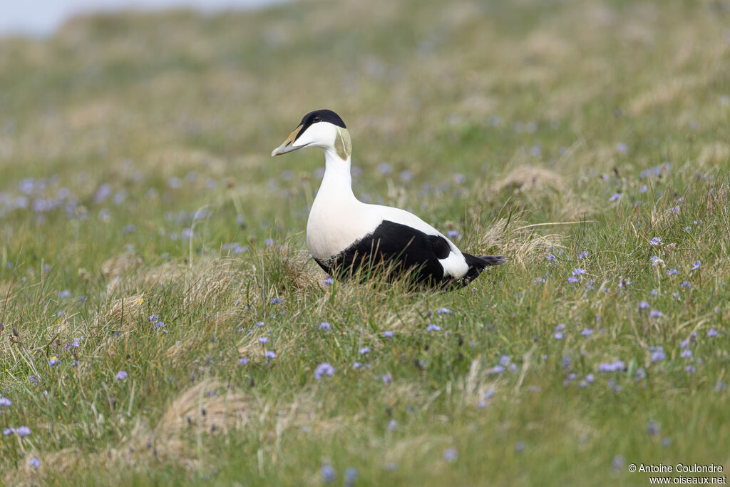 Eider à duvet mâle, adulte, nuptial