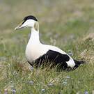Eider à duvet
