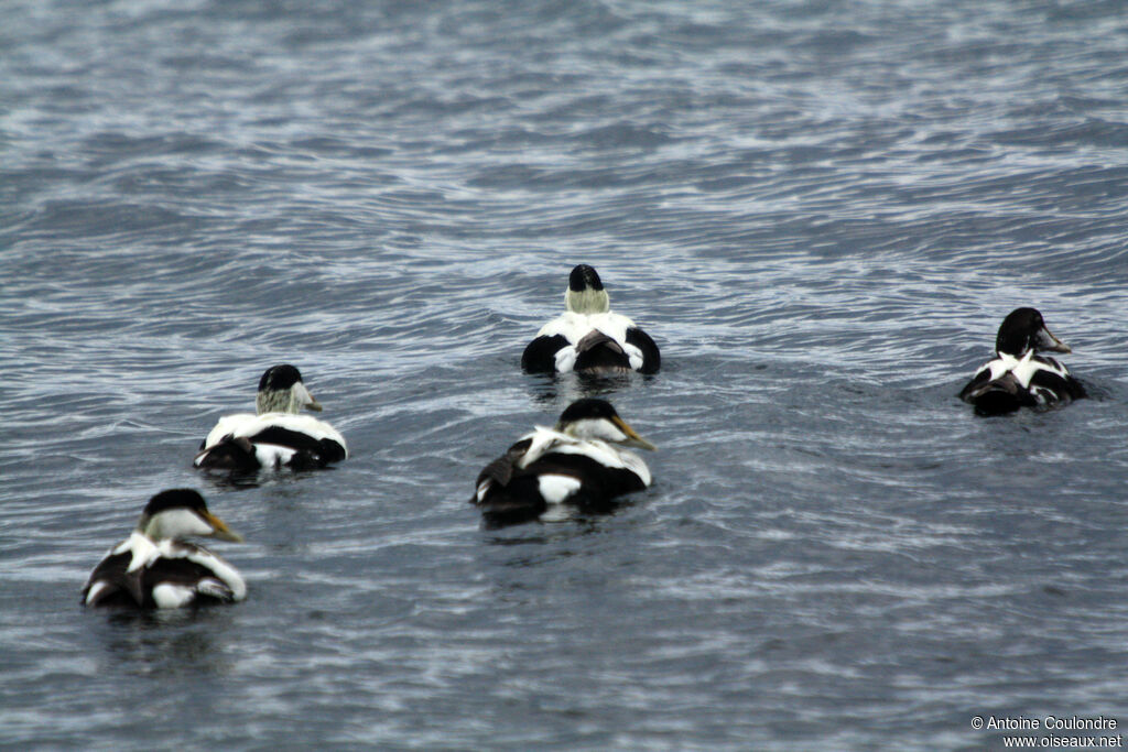 Common Eider male adult