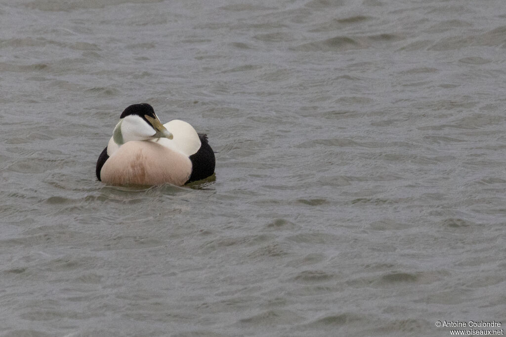 Eider à duvet