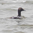Eider à duvet