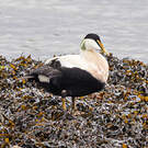Eider à duvet
