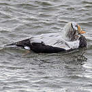 Eider à lunettes