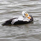 Eider à lunettes