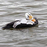 Eider à lunettes