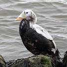 Eider à lunettes
