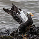 Eider à lunettes