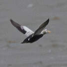 Eider à lunettes