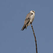 Black-winged Kite