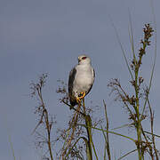 Black-winged Kite
