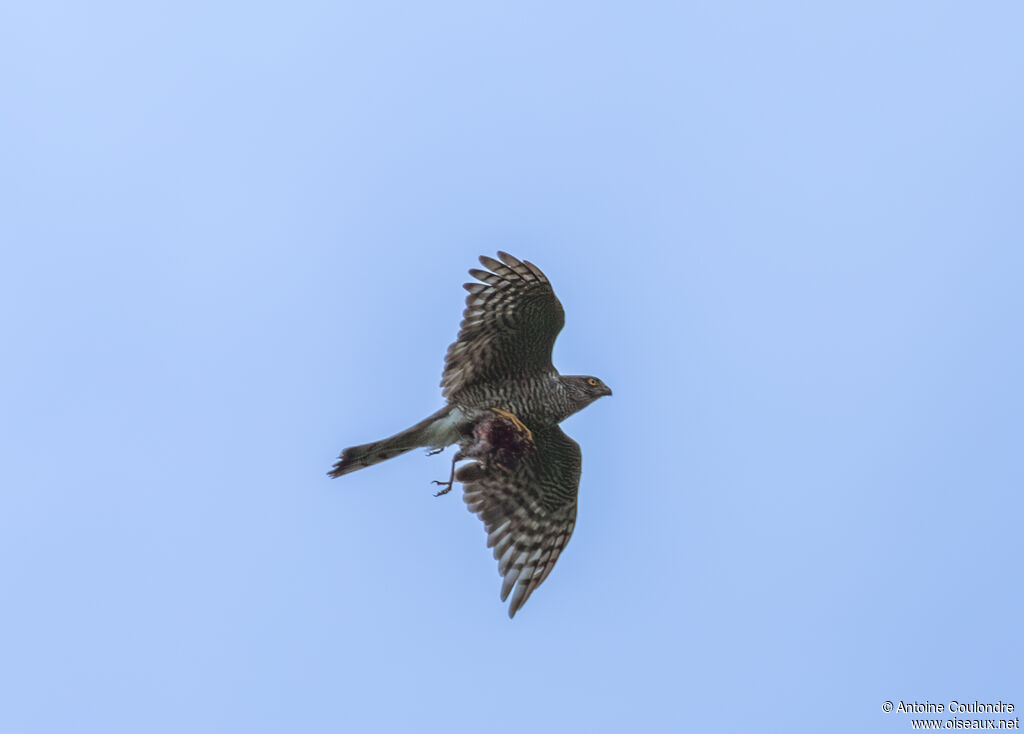 Eurasian Sparrowhawk female adult, Flight, fishing/hunting