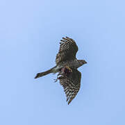 Eurasian Sparrowhawk
