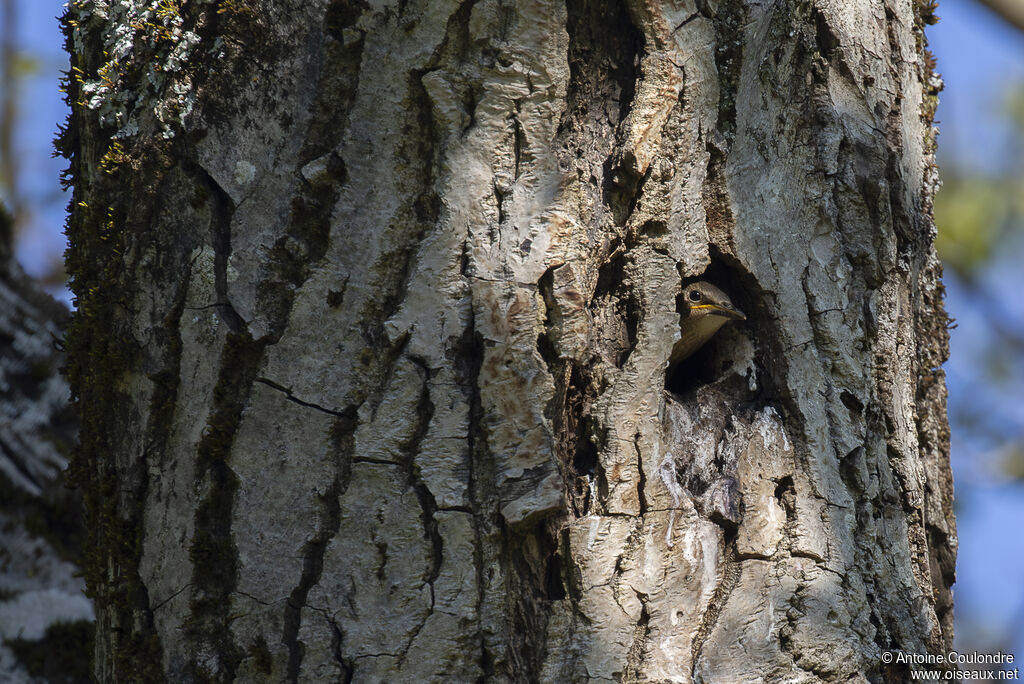 Common Starlingjuvenile, Reproduction-nesting