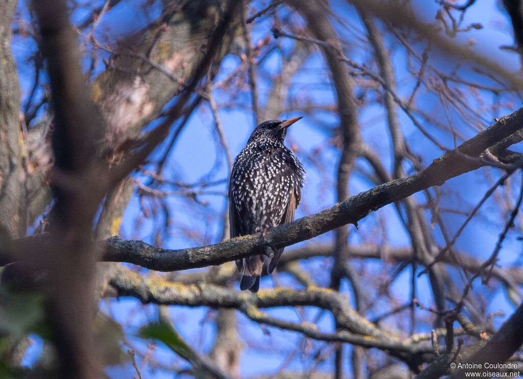 Common Starlingadult breeding