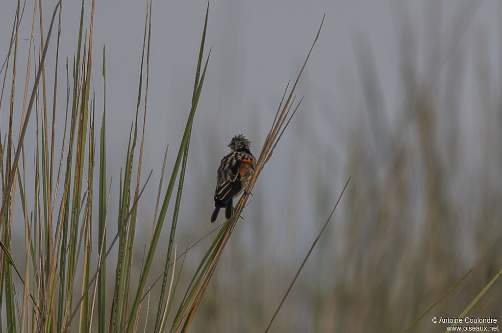 Fan-tailed Widowbird male adult