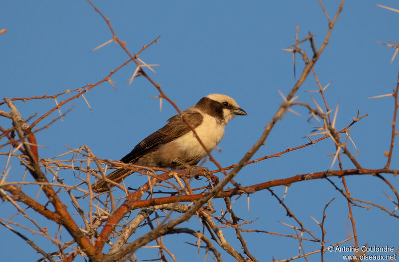 Southern White-crowned Shrikeadult