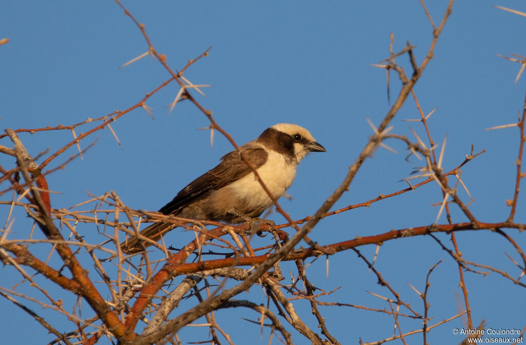 Southern White-crowned Shrikeadult