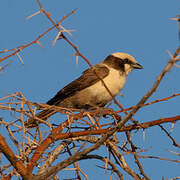 Southern White-crowned Shrike