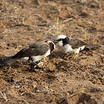 Eurocéphale de Rüppell