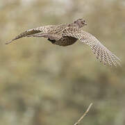 Common Pheasant