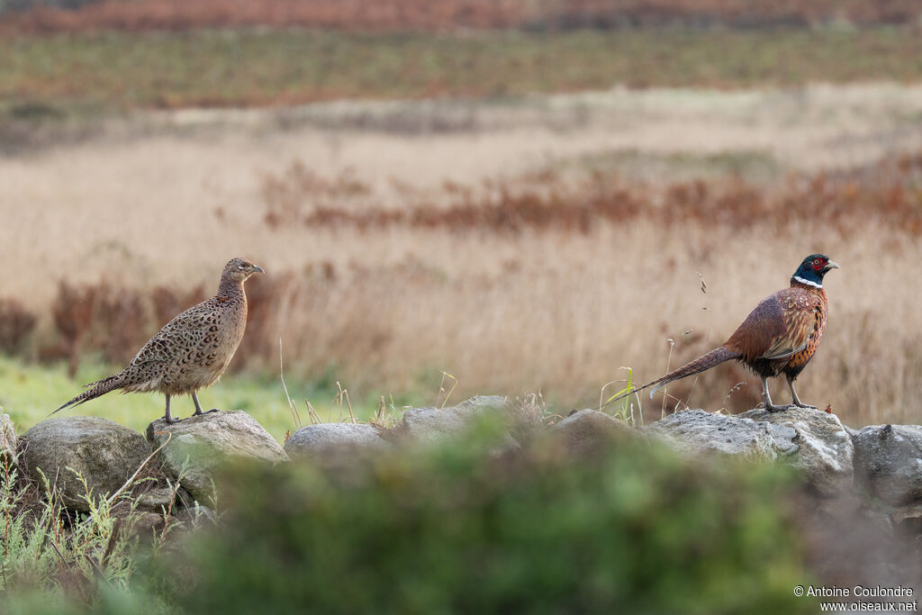 Common Pheasantadult