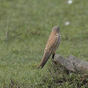Common Kestrel