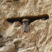 Common Kestrel