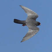 Red-footed Falcon