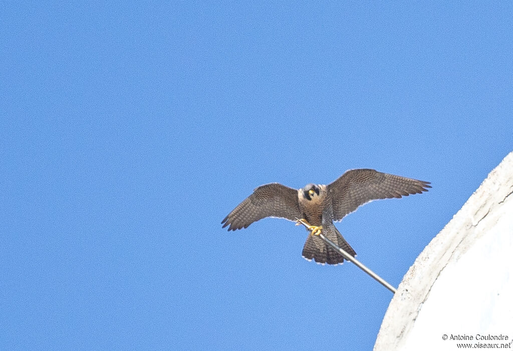 Faucon pèlerinadulte