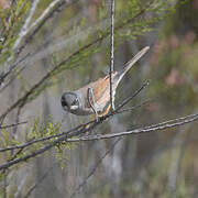 Spectacled Warbler