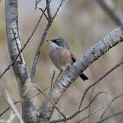 Spectacled Warbler