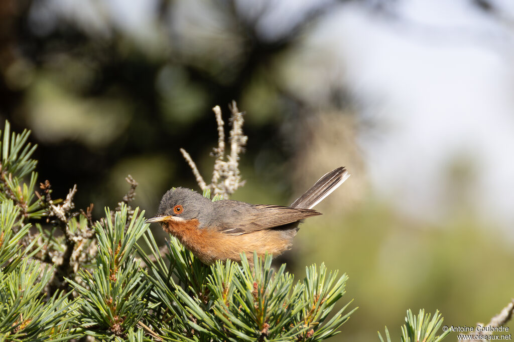Fauvette passerinette adulte, nuptial