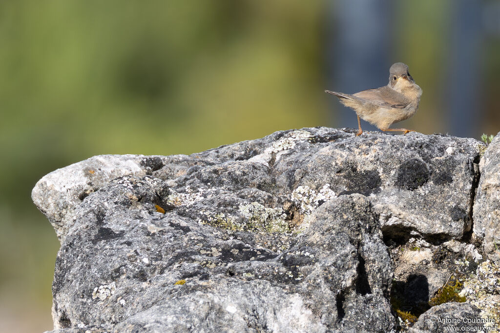 Fauvette passerinette juvénile