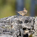 Fauvette passerinette
