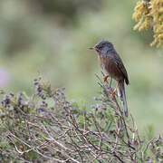 Dartford Warbler