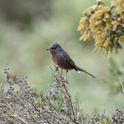 Dartford Warbler