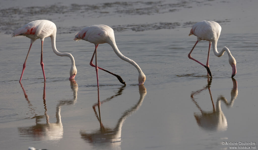 Flamant roseadulte, mange